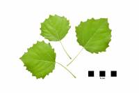 Peuplier tremble - feuilles sur fond blanc (Populus tremula)